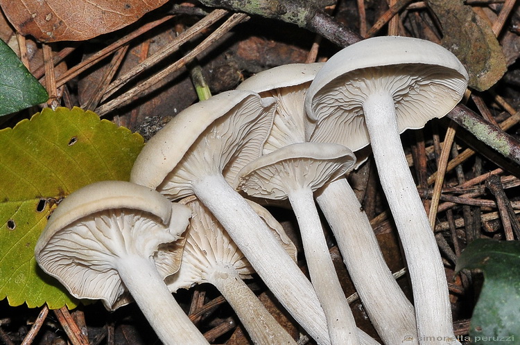 Clitocybe sp.